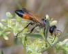 Sphex funerarius